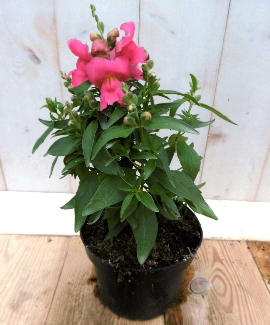 Warentuin natuurlijk 3 stuks! Leeuwenbek eenjarig roze 30 cm - 