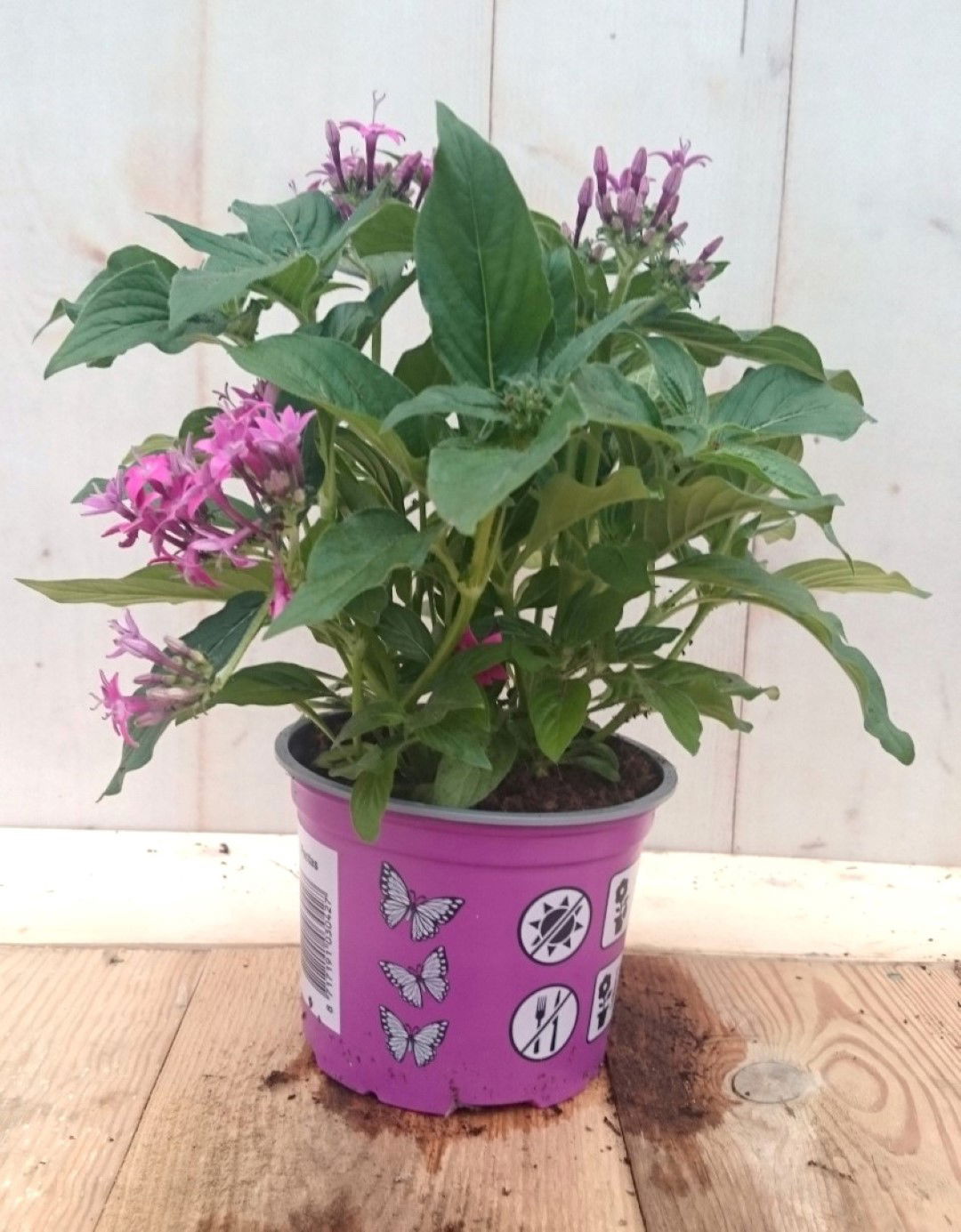 https://cdn.warentuin.nl/media/catalog/product/1/7/1728149900041276_2_warentuin_eenjarige_plant_pentas_eenjarig_roze_eenjarige_pla_c834.jpg