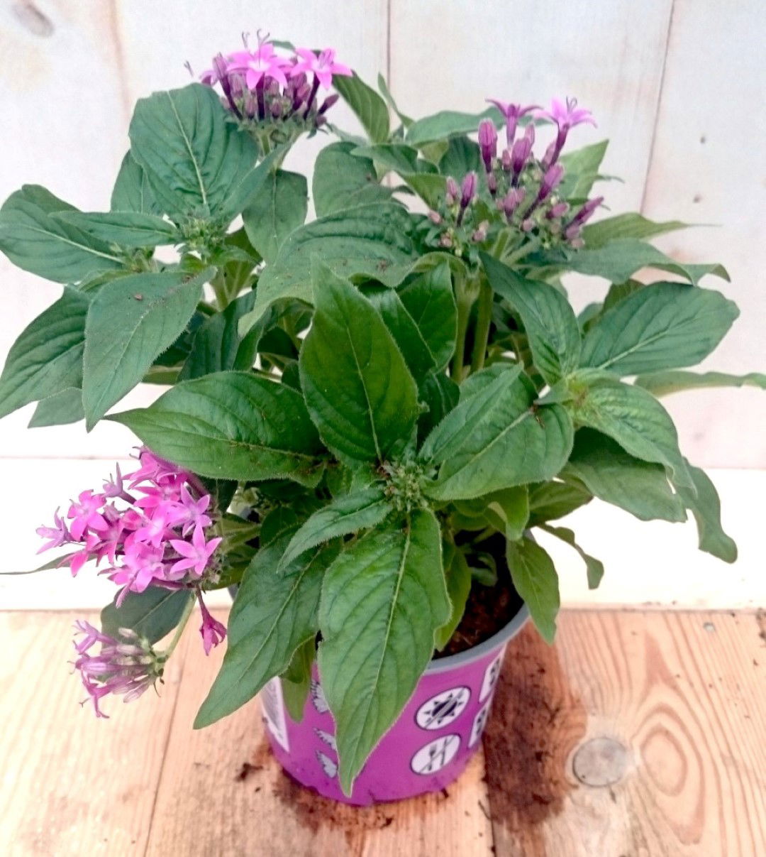 Warentuin natuurlijk 3 stuks! Pentas eenjarig roze - 