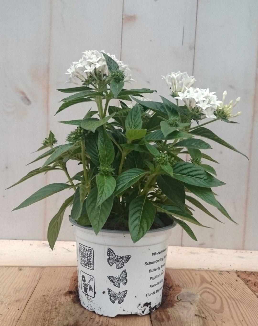 https://cdn.warentuin.nl/media/catalog/product/1/7/1728149900041277_2_warentuin_eenjarige_plant_pentas_eenjarig_wit_eenjarige_plan_0cd4.jpg