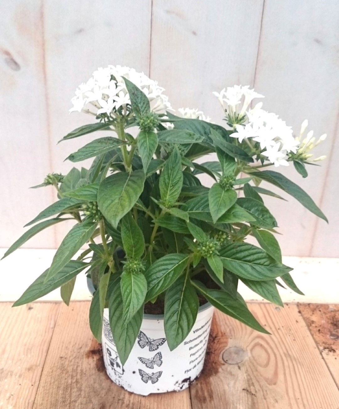 Warentuin natuurlijk 3 stuks! Pentas eenjarig wit - 