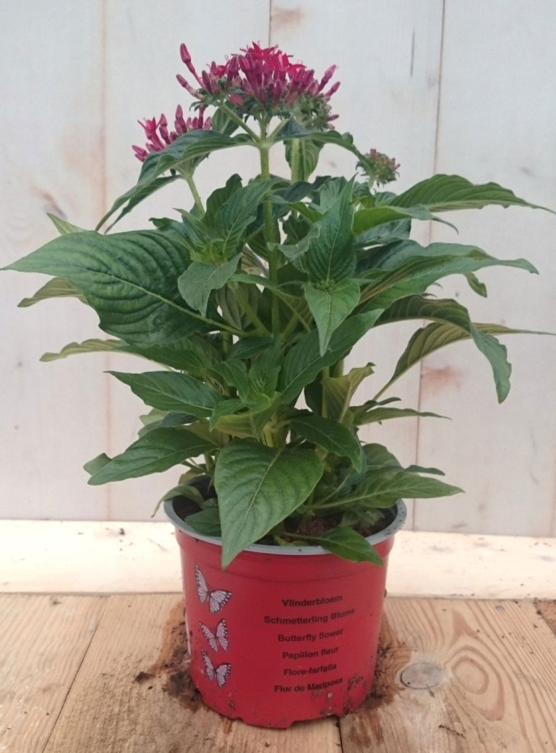 https://cdn.warentuin.nl/media/catalog/product/1/7/1728149900041278_2_warentuin_eenjarige_plant_pentas_eenjarig_rood_eenjarige_pla_f9b9.jpg