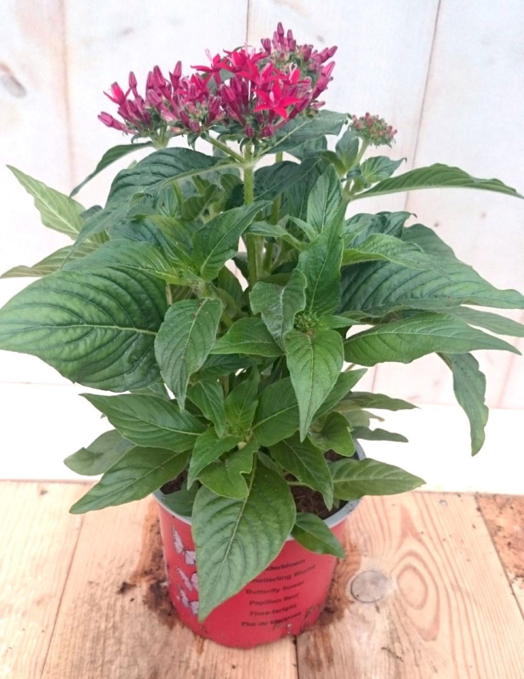 Warentuin natuurlijk 3 stuks! Pentas eenjarig rood - 