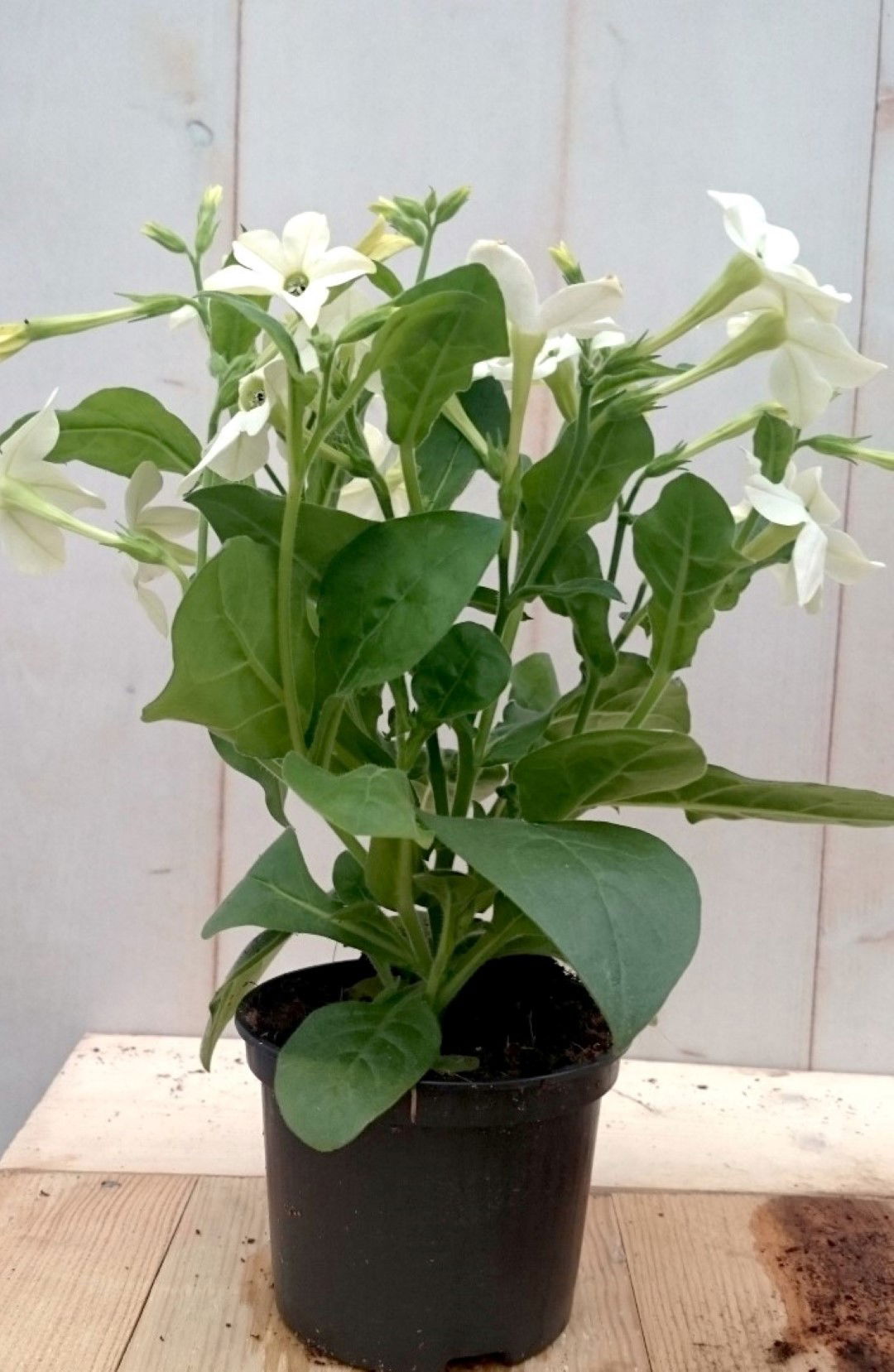 https://cdn.warentuin.nl/media/catalog/product/1/7/1728149900041284_2_warentuin_eenjarige_plant_siertabak_eenjarig_wit_eenjarige_p_32c4.jpg