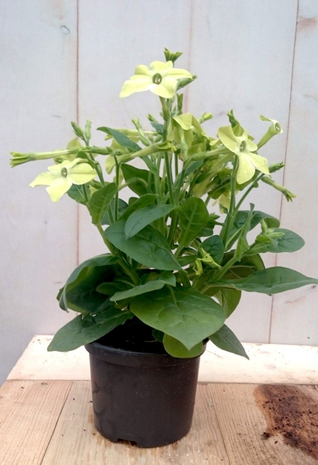 https://cdn.warentuin.nl/media/catalog/product/1/7/1728149900041285_2_warentuin_eenjarige_plant_siertabak_eenjarig_geel_eenjarige__d32c.jpg