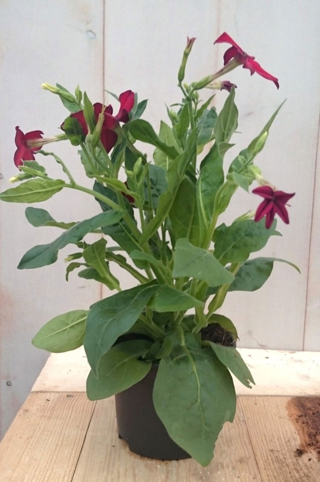 https://cdn.warentuin.nl/media/catalog/product/1/7/1728149900041286_2_warentuin_eenjarige_plant_siertabak_eenjarig_rood_eenjarige__fc09.jpg