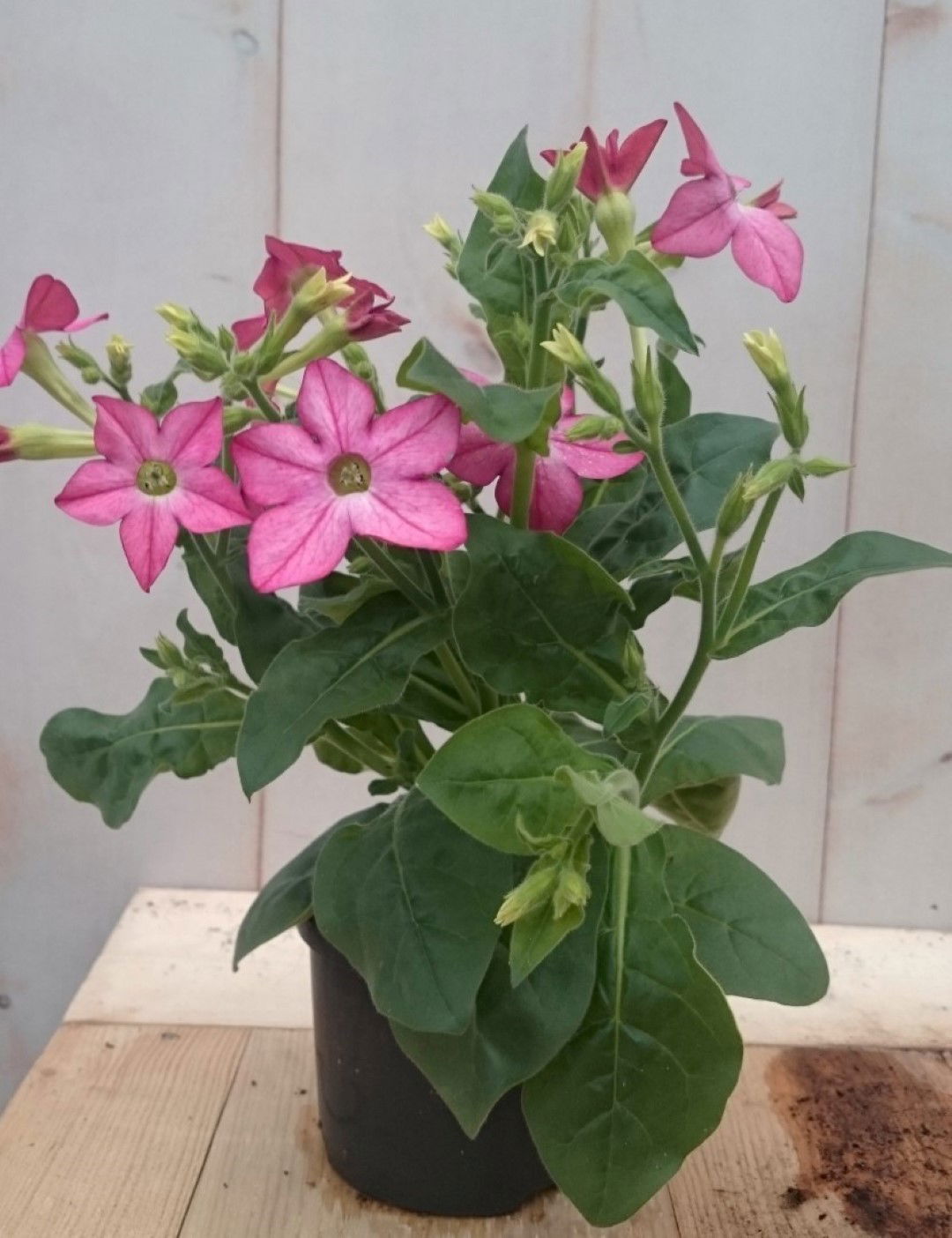 https://cdn.warentuin.nl/media/catalog/product/1/7/1728149900041287_2_warentuin_eenjarige_plant_siertabak_eenjarig_roze_eenjarige__56a3.jpg