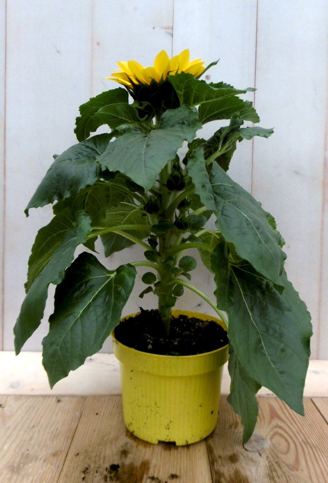 https://cdn.warentuin.nl/media/catalog/product/1/7/1728149900041291_2_warentuin_eenjarige_plant_zonnebloem_eenjarige_plant_1_f51d.jpg