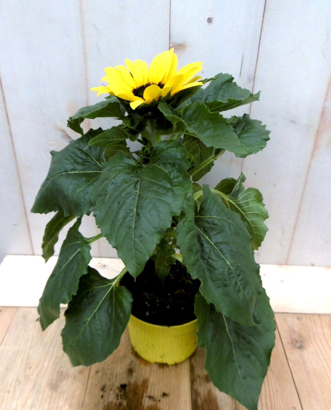 https://cdn.warentuin.nl/media/catalog/product/1/7/1728149900041291_warentuin_eenjarige_plant_zonnebloem_eenjarige_plant_1_750d.jpg
