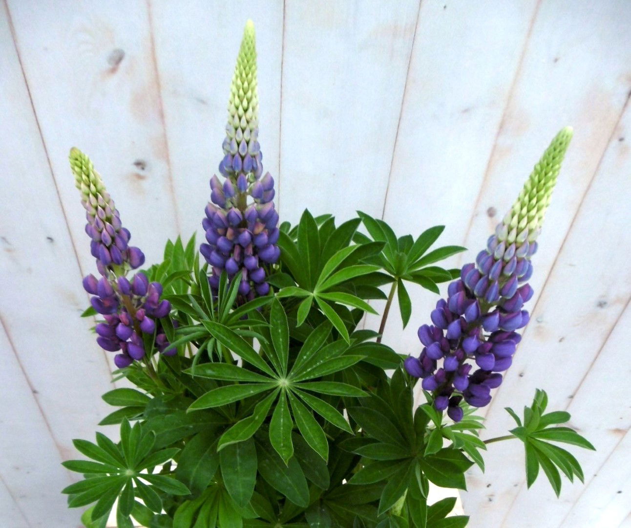 https://cdn.warentuin.nl/media/catalog/product/1/7/1728149900041362_2_warentuin_vaste_plant_lupinus_blauw_50_cm_vaste_plant_1_c6cc.jpg