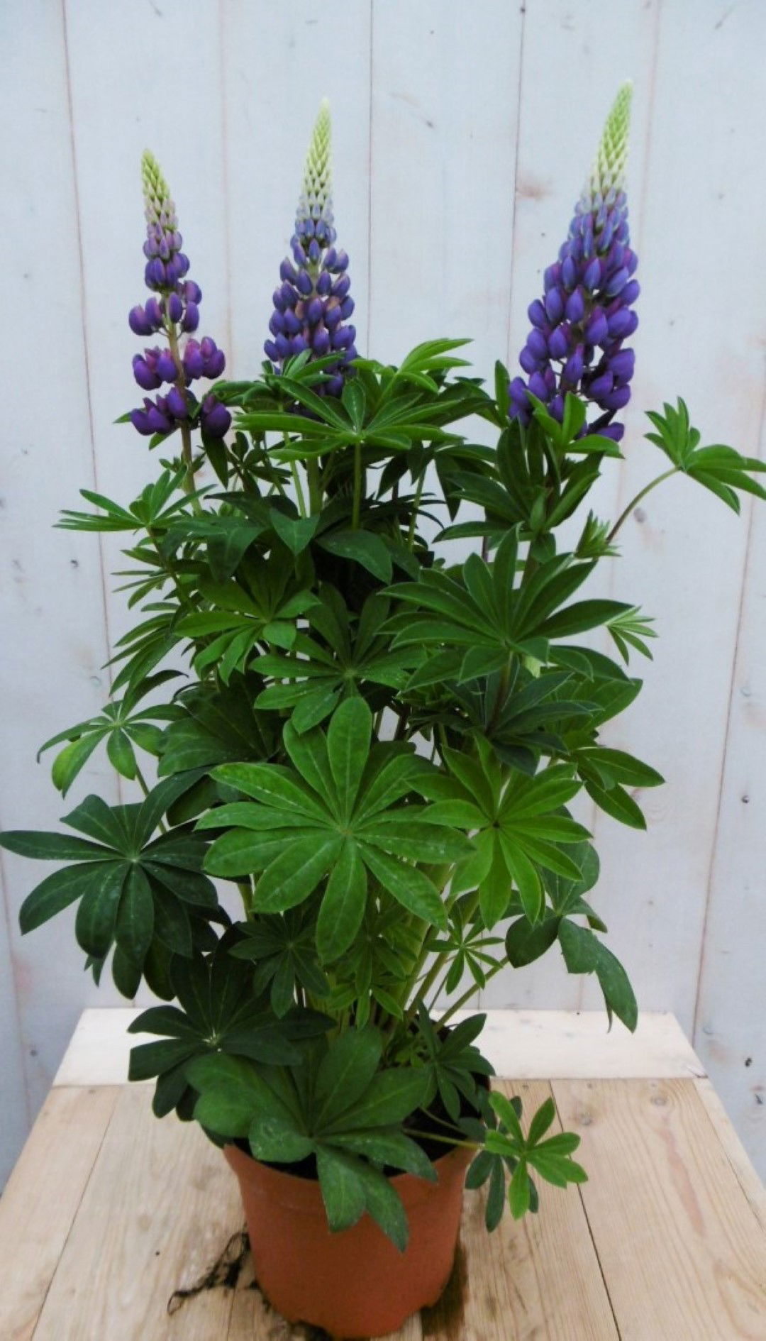 https://cdn.warentuin.nl/media/catalog/product/1/7/1728149900041362_warentuin_vaste_plant_lupinus_blauw_50_cm_vaste_plant_1_bb97.jpg