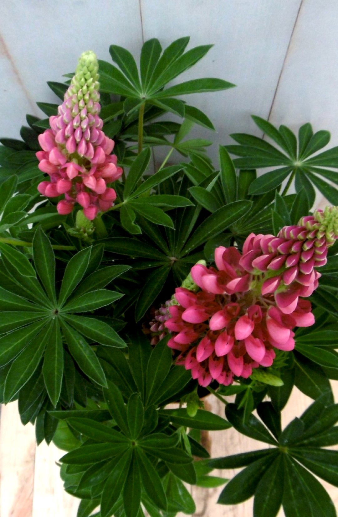 https://cdn.warentuin.nl/media/catalog/product/1/7/1728149900041363_2_warentuin_vaste_plant_lupinus_roze_50_cm_vaste_plant_1_8b03.jpg
