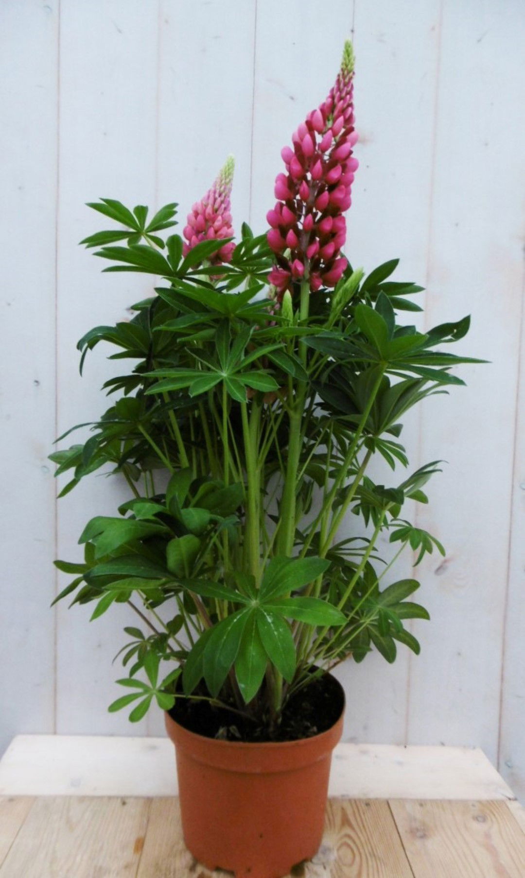 https://cdn.warentuin.nl/media/catalog/product/1/7/1728149900041363_warentuin_vaste_plant_lupinus_roze_50_cm_vaste_plant_1_b9bb.jpg