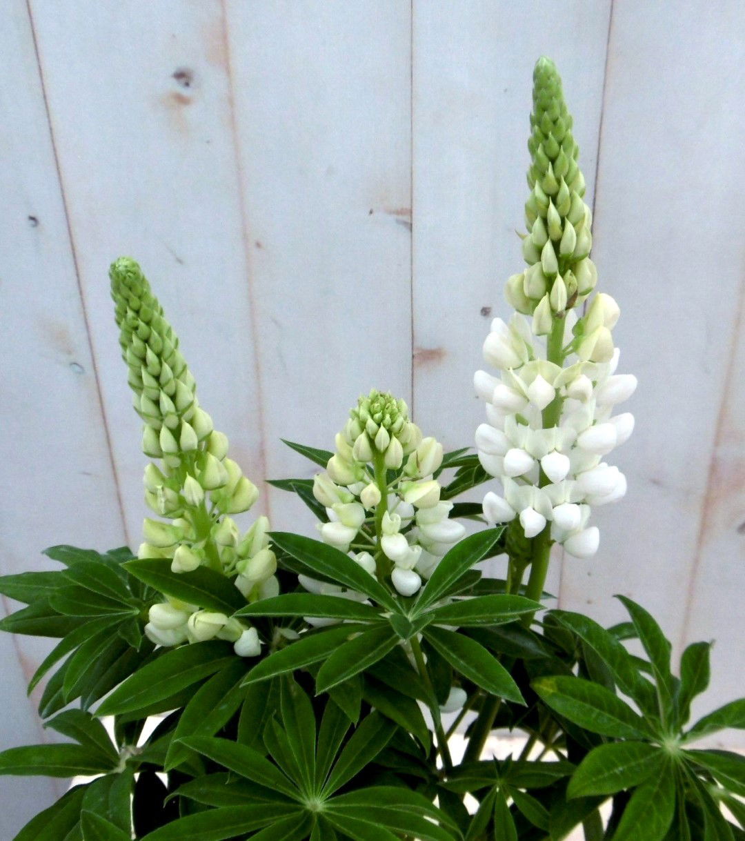 https://cdn.warentuin.nl/media/catalog/product/1/7/1728149900041364_3_warentuin_vaste_plant_lupinus_wit_50_cm_vaste_plant_1_86ff.jpg