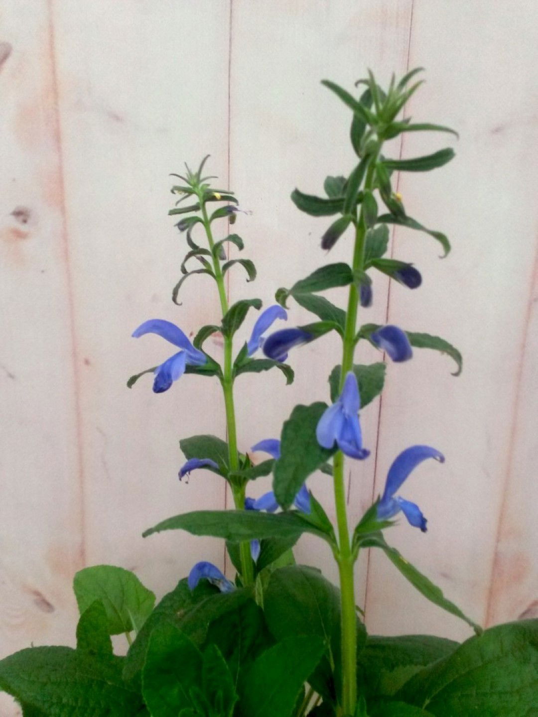 https://cdn.warentuin.nl/media/catalog/product/1/7/1728149900041371_2_warentuin_vaste_plant_salvia_blauw_vaste_plant_1_34b6.jpg