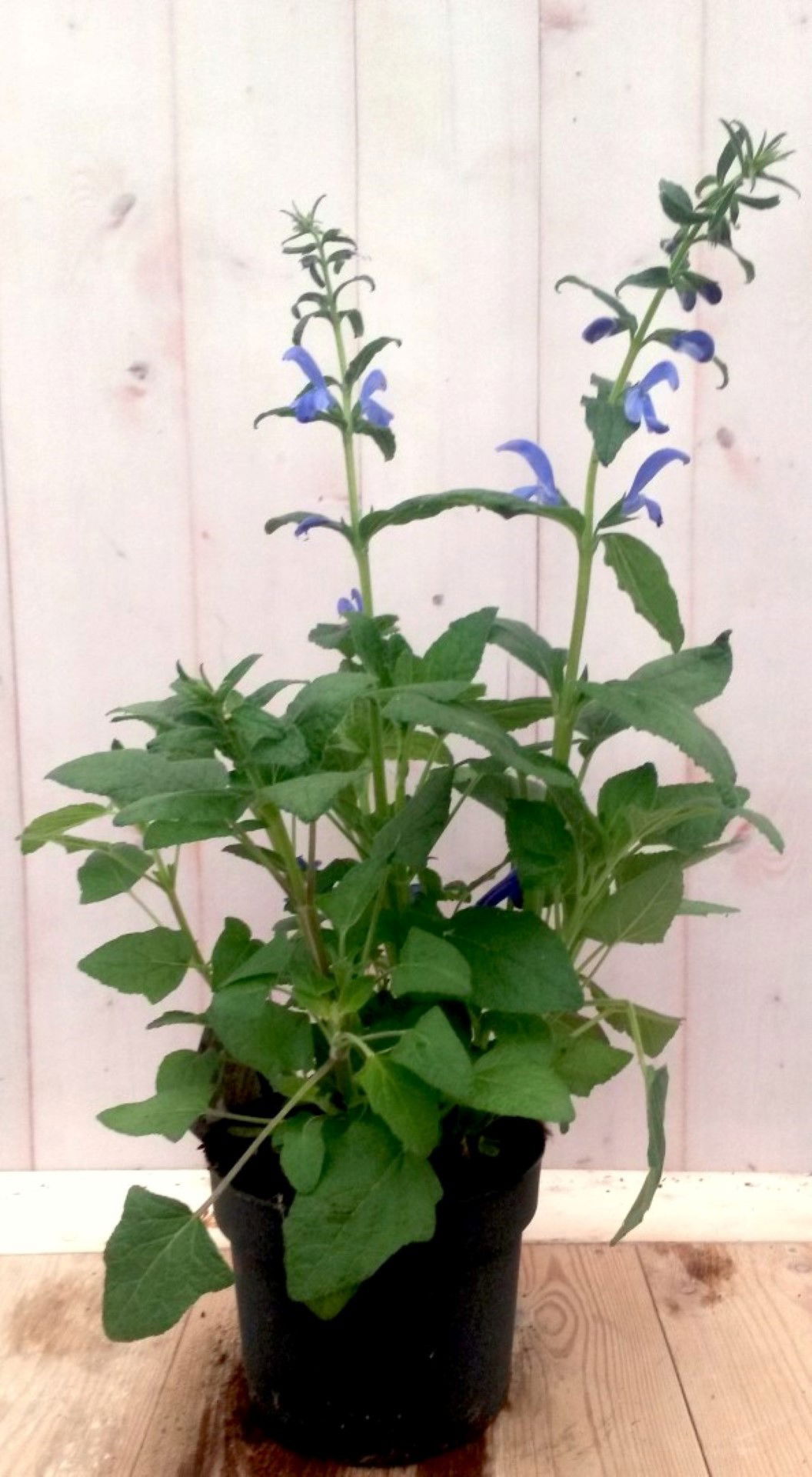 https://cdn.warentuin.nl/media/catalog/product/1/7/1728149900041371_warentuin_vaste_plant_salvia_blauw_vaste_plant_1_8694.jpg