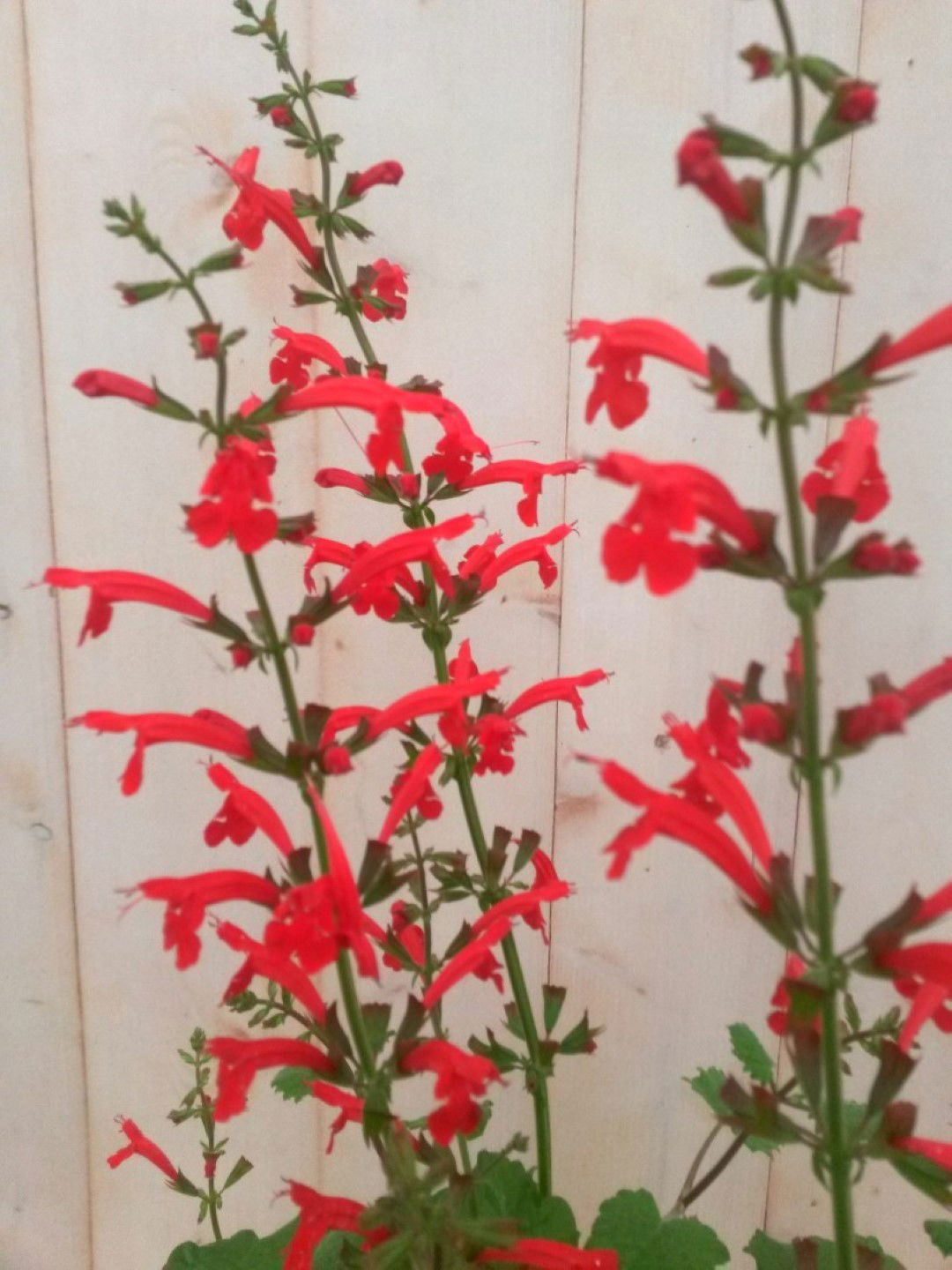 https://cdn.warentuin.nl/media/catalog/product/1/7/1728149900041372_2_warentuin_vaste_plant_salvia_rood_vaste_plant_1_7680.jpg