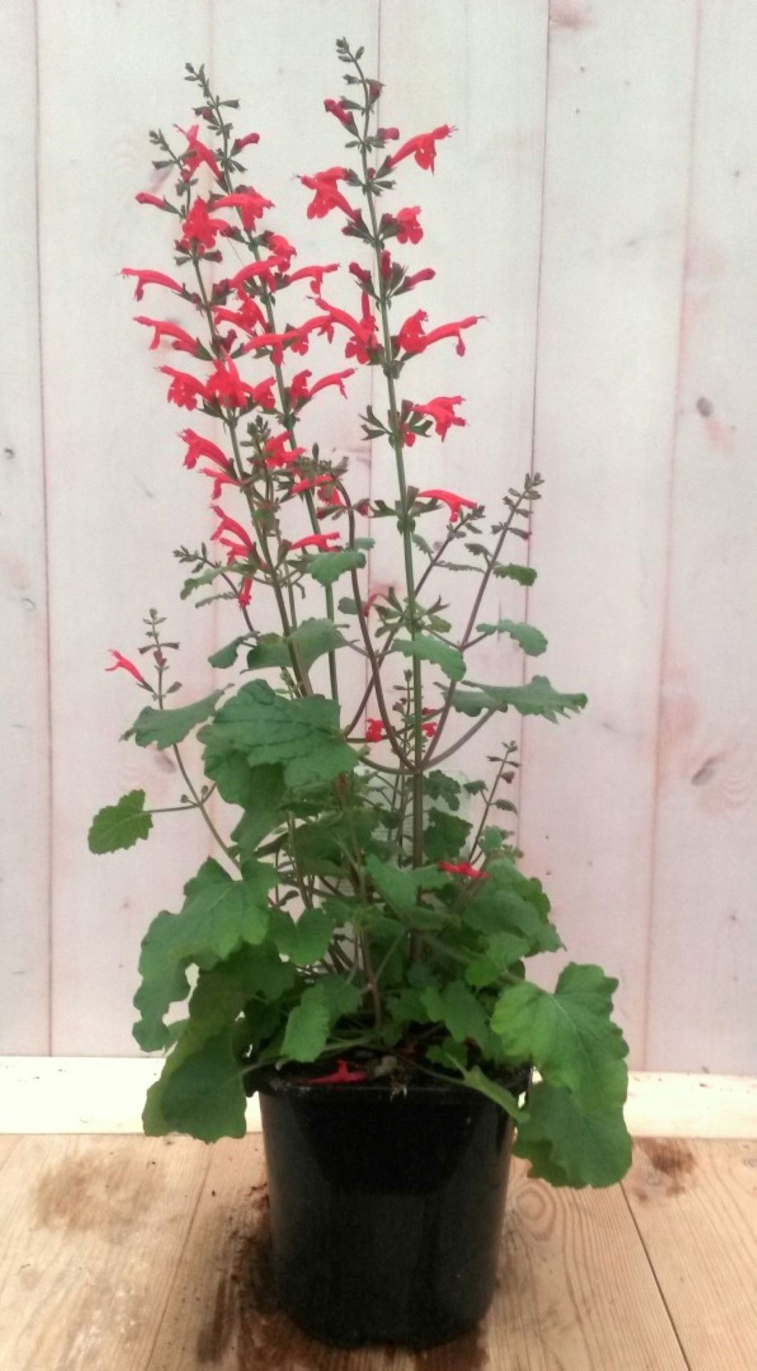 https://cdn.warentuin.nl/media/catalog/product/1/7/1728149900041372_warentuin_vaste_plant_salvia_rood_vaste_plant_1_9379.jpg