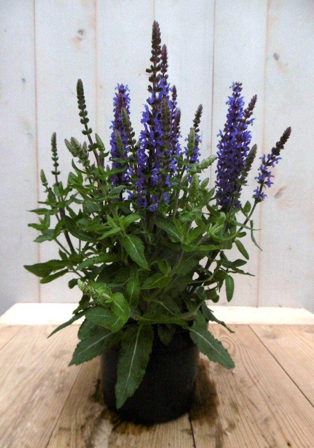 https://cdn.warentuin.nl/media/catalog/product/1/7/1728149900041373_2_warentuin_vaste_plant_salvia_donkerblauw_vaste_plant_1_af22.jpg