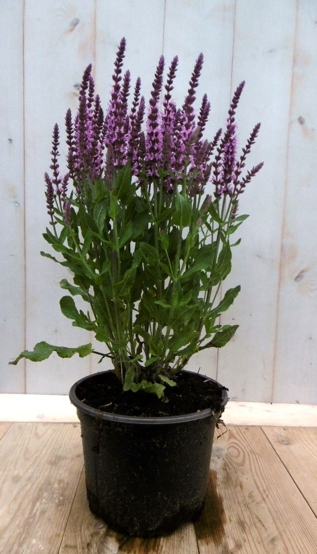 https://cdn.warentuin.nl/media/catalog/product/1/7/1728149900041374_2_warentuin_vaste_plant_salvia_roze_vaste_plant_1_8979.jpg