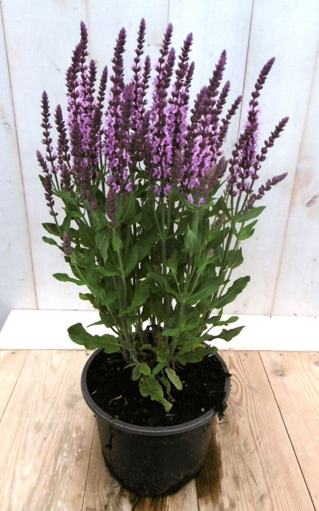 https://cdn.warentuin.nl/media/catalog/product/1/7/1728149900041374_warentuin_vaste_plant_salvia_roze_vaste_plant_1_f107.jpg