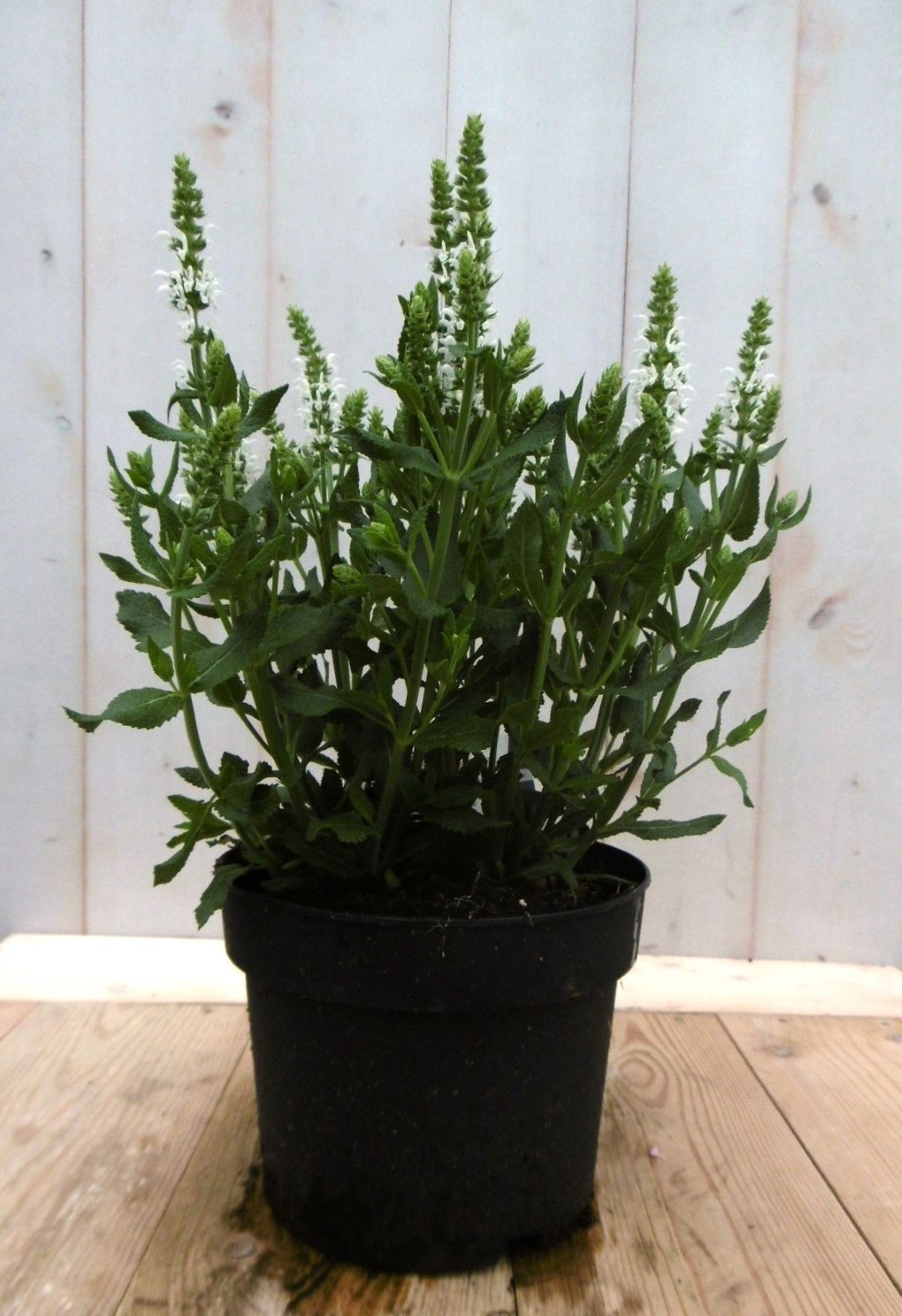 https://cdn.warentuin.nl/media/catalog/product/1/7/1728149900041375_2_warentuin_vaste_plant_salvia_wit_vaste_plant_1_2c60.jpg
