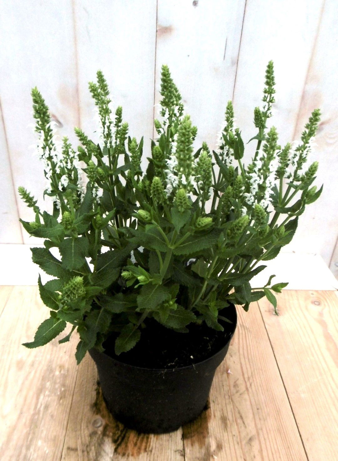 https://cdn.warentuin.nl/media/catalog/product/1/7/1728149900041375_warentuin_vaste_plant_salvia_wit_vaste_plant_1_7b0d.jpg