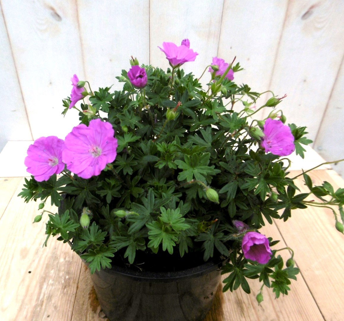Vaste Geranium Pelargonium roze Ooievaarsbek Warentuin Natuurlijk - Warentuin natuurlijk