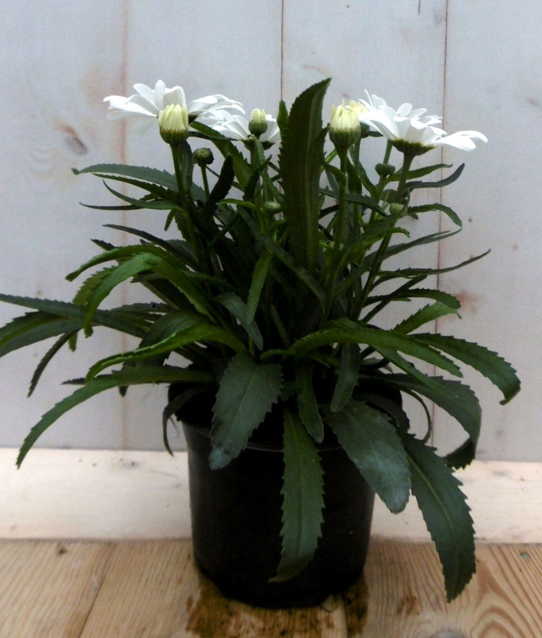https://cdn.warentuin.nl/media/catalog/product/1/7/1728149900041377_2_warentuin_vaste_plant_margriet_wit_vaste_plant_1_4d7d.jpg
