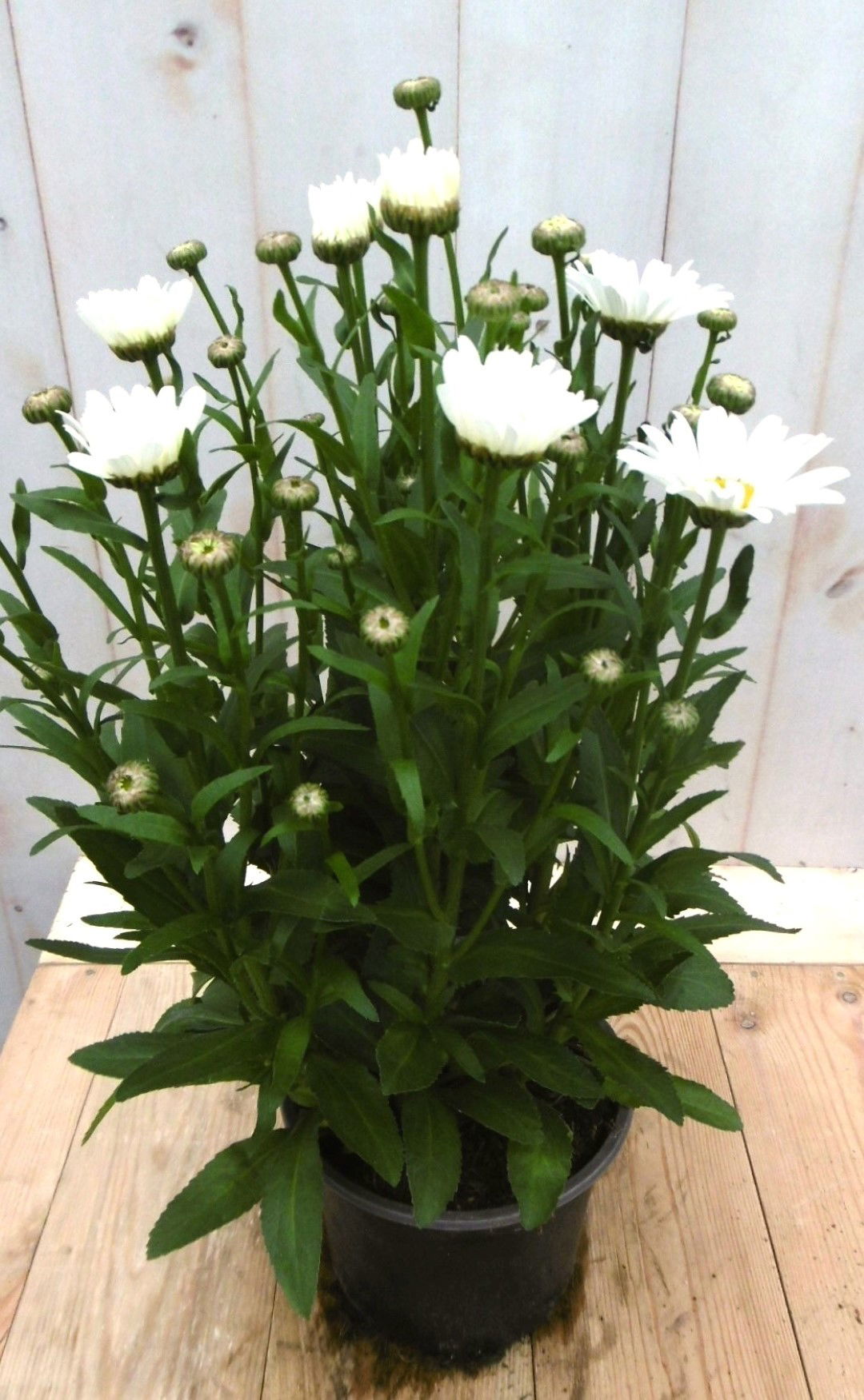 https://cdn.warentuin.nl/media/catalog/product/1/7/1728149900041378_warentuin_vaste_plant_margriet_wit_groot_vaste_plant_1_6a74.jpg
