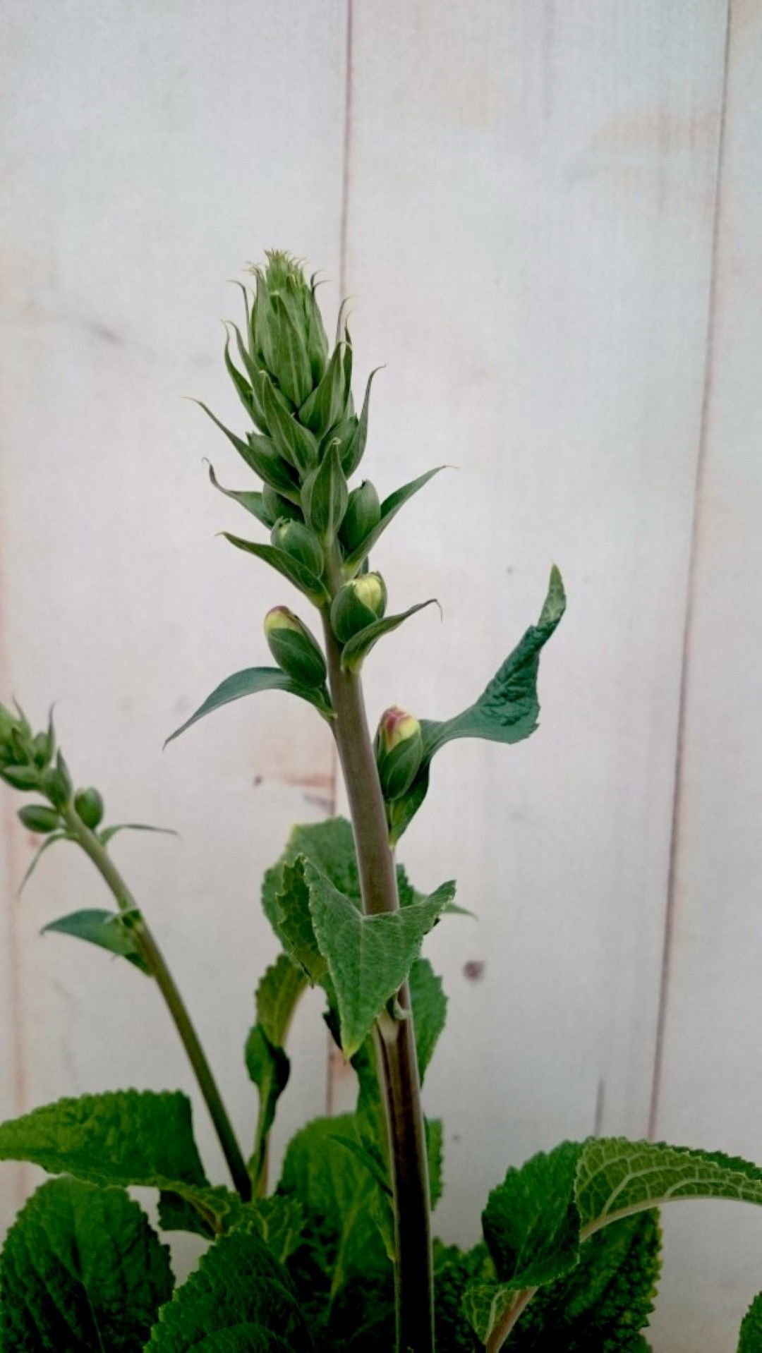 https://cdn.warentuin.nl/media/catalog/product/1/7/1728149900041379_2_warentuin_vaste_plant_vingerhoedskruid_paarsblauw_40_cm_vast_d4af.jpg