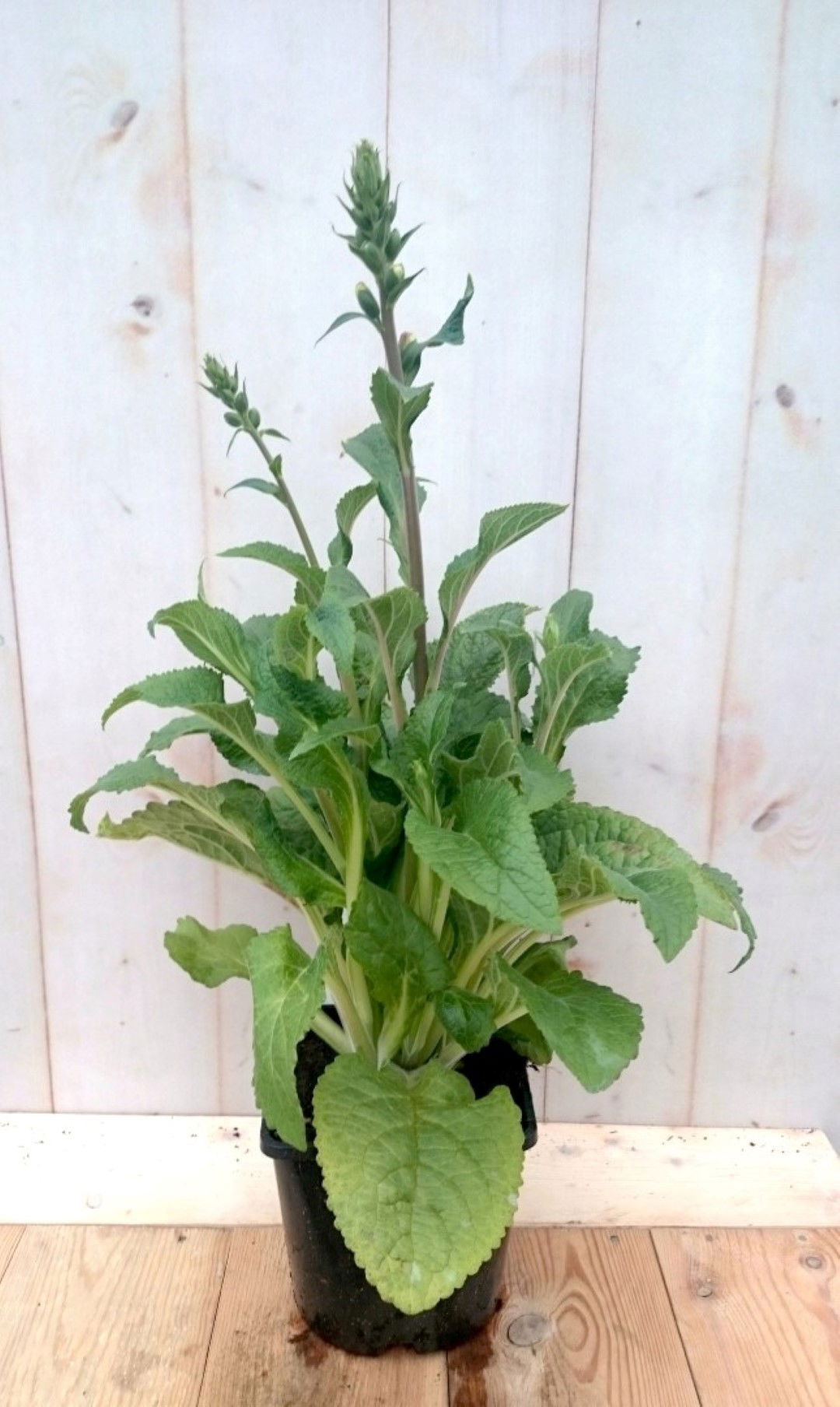 https://cdn.warentuin.nl/media/catalog/product/1/7/1728149900041379_warentuin_vaste_plant_vingerhoedskruid_paarsblauw_40_cm_vaste__9066.jpg