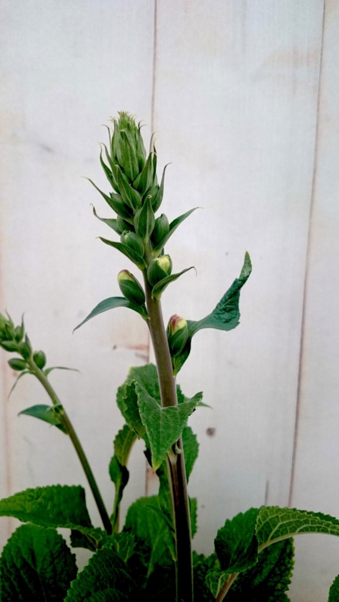 https://cdn.warentuin.nl/media/catalog/product/1/7/1728149900041380_2_warentuin_vaste_plant_vingerhoedskruid_rozerood_40_cm_vaste__3386.jpg