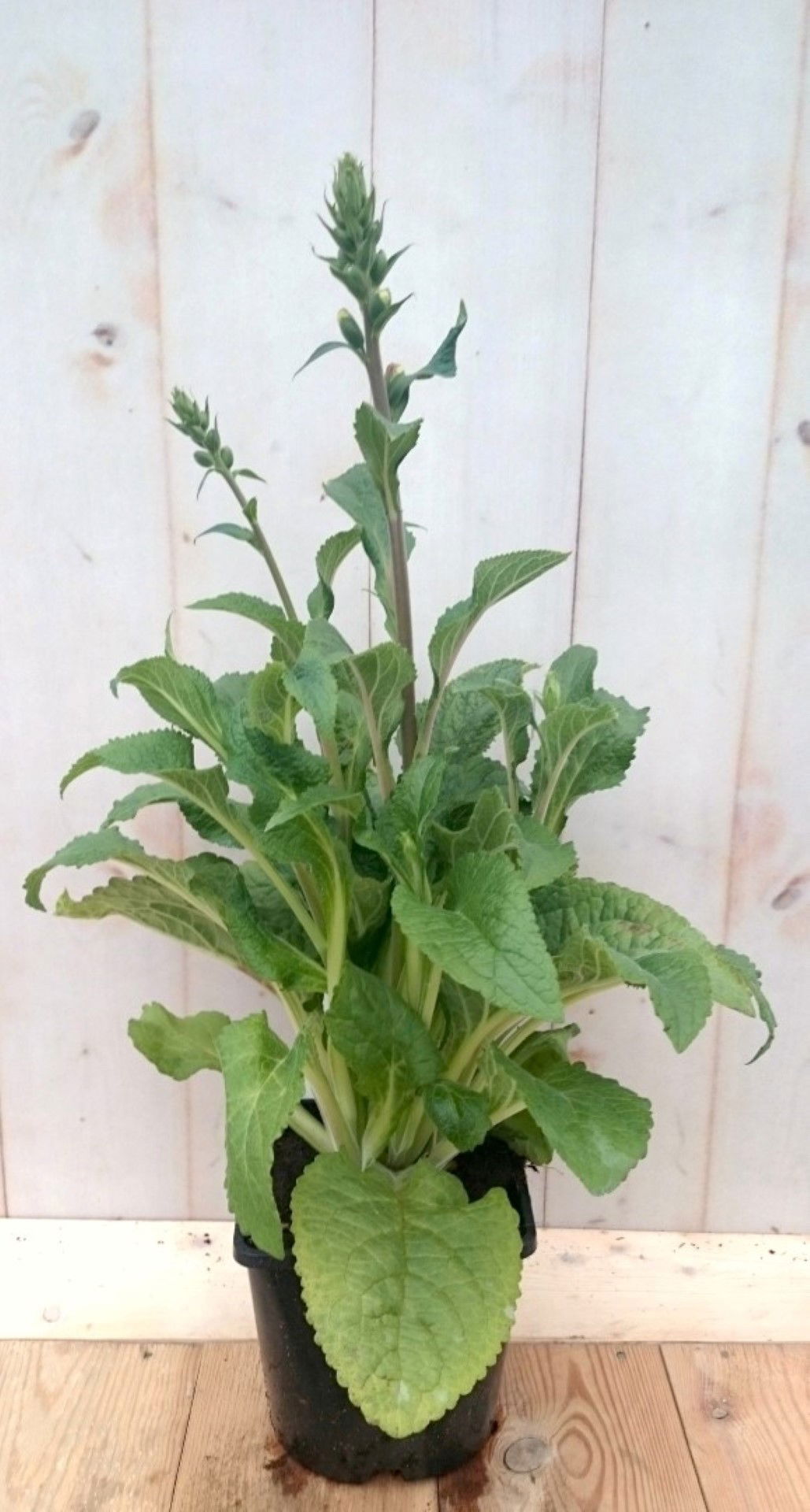 https://cdn.warentuin.nl/media/catalog/product/1/7/1728149900041380_warentuin_vaste_plant_vingerhoedskruid_rozerood_40_cm_vaste_pl_711c.jpg