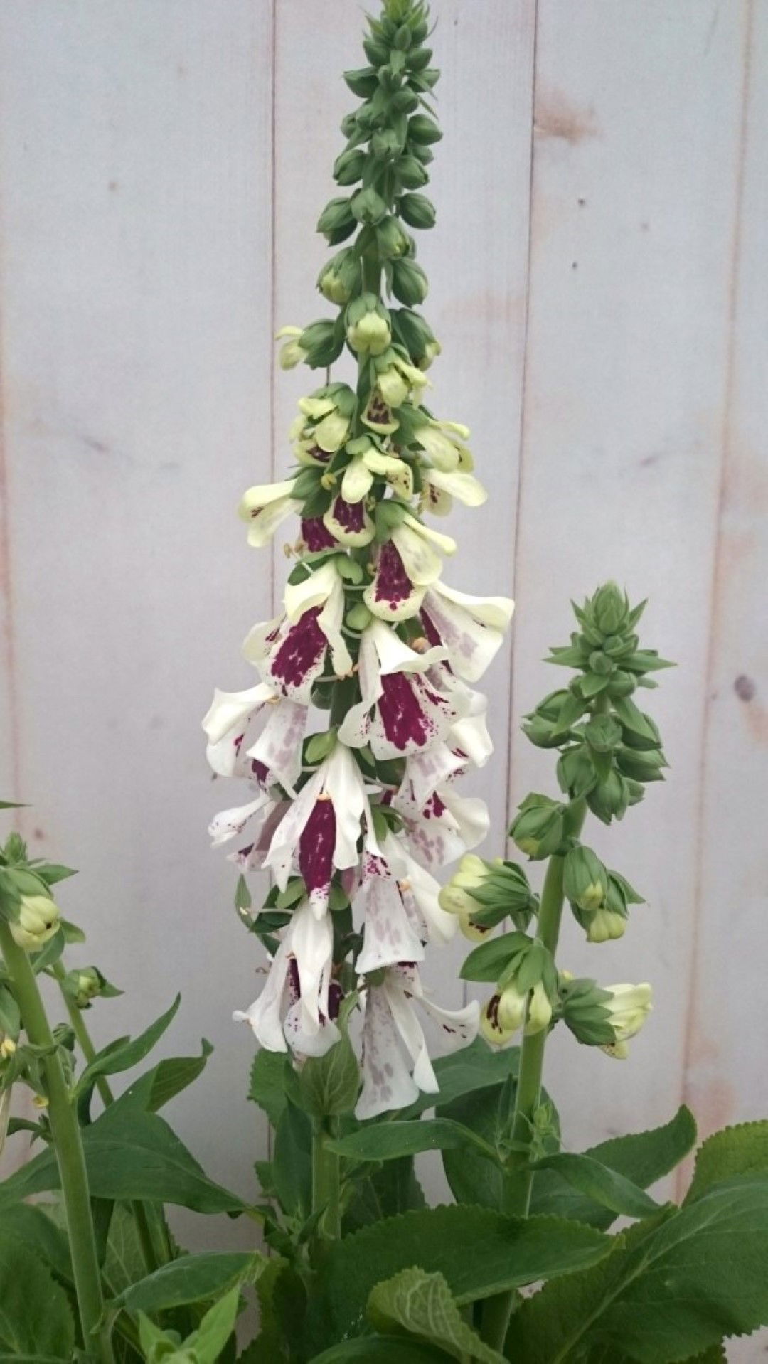 https://cdn.warentuin.nl/media/catalog/product/1/7/1728149900041381_2_warentuin_vaste_plant_vingerhoedskruid_wit_40_cm_vaste_plant_35e4.jpg