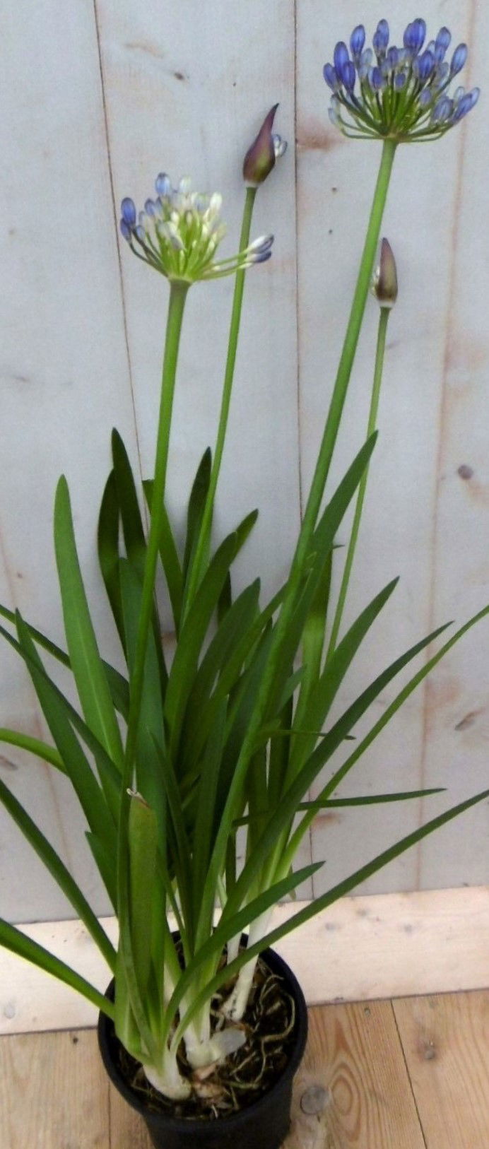 https://cdn.warentuin.nl/media/catalog/product/1/7/1728149900041394_warentuin_vaste_plant_agapanthus_70_cm_vaste_plant_1_2_d304.jpg