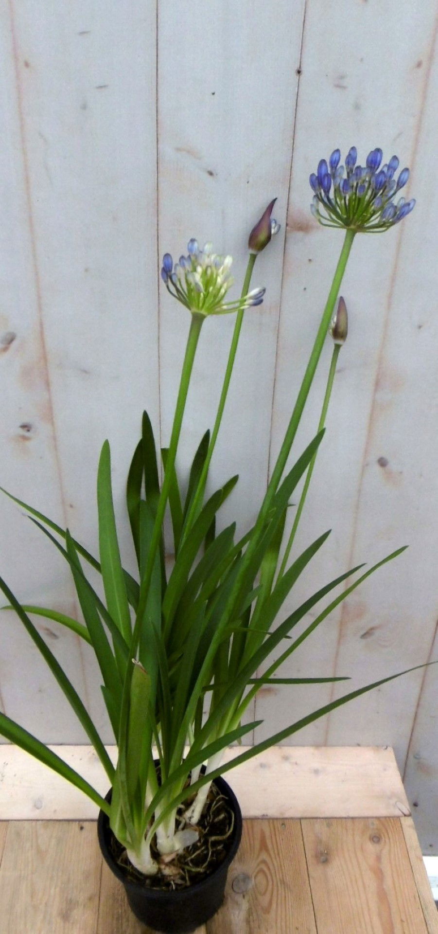 https://cdn.warentuin.nl/media/catalog/product/1/7/1728149900041394_warentuin_vaste_plant_agapanthus_70_cm_vaste_plant_1_5077.jpg