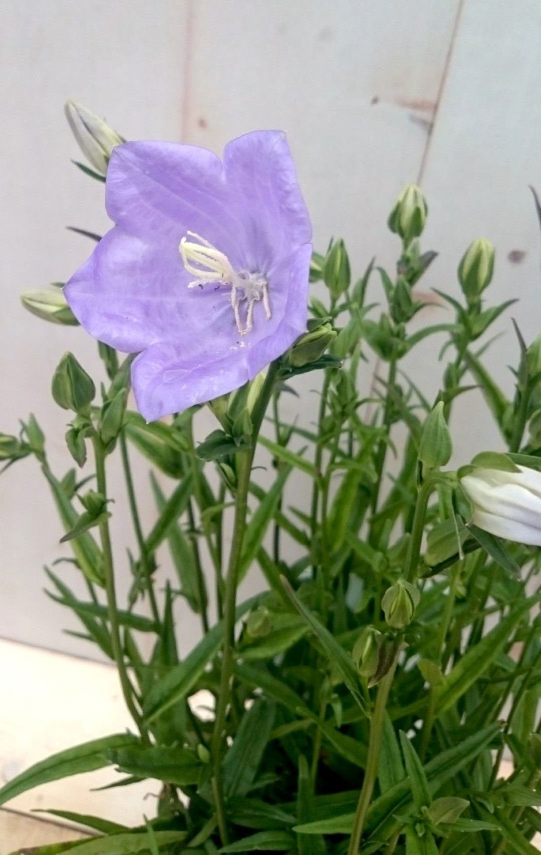 https://cdn.warentuin.nl/media/catalog/product/1/7/1728149900041399_2_warentuin_vaste_plant_campanula_staand_blauw_vaste_plant_1_2cc8.jpg