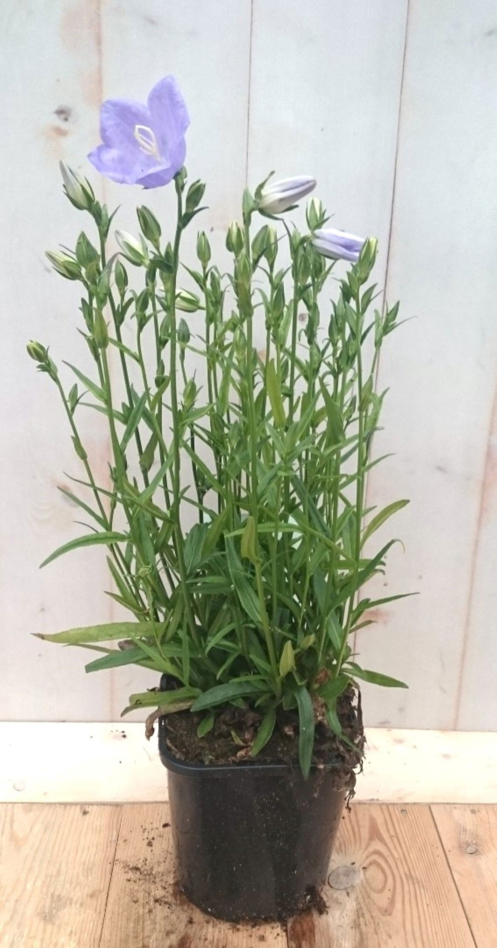 https://cdn.warentuin.nl/media/catalog/product/1/7/1728149900041399_warentuin_vaste_plant_campanula_staand_blauw_vaste_plant_1_076d.jpg