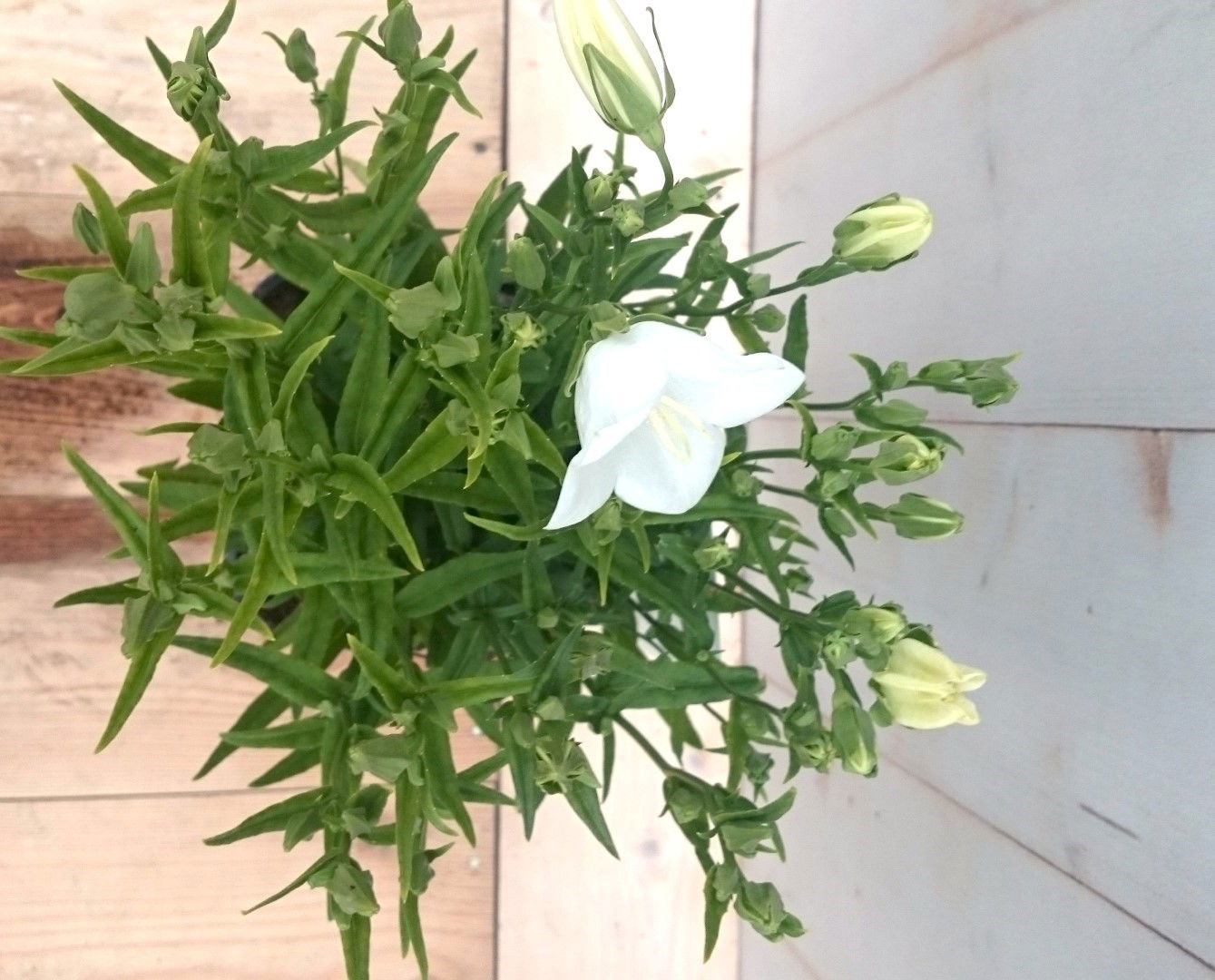 https://cdn.warentuin.nl/media/catalog/product/1/7/1728149900041400_2_warentuin_vaste_plant_campanula_staand_wit_vaste_plant_1_aada.jpg