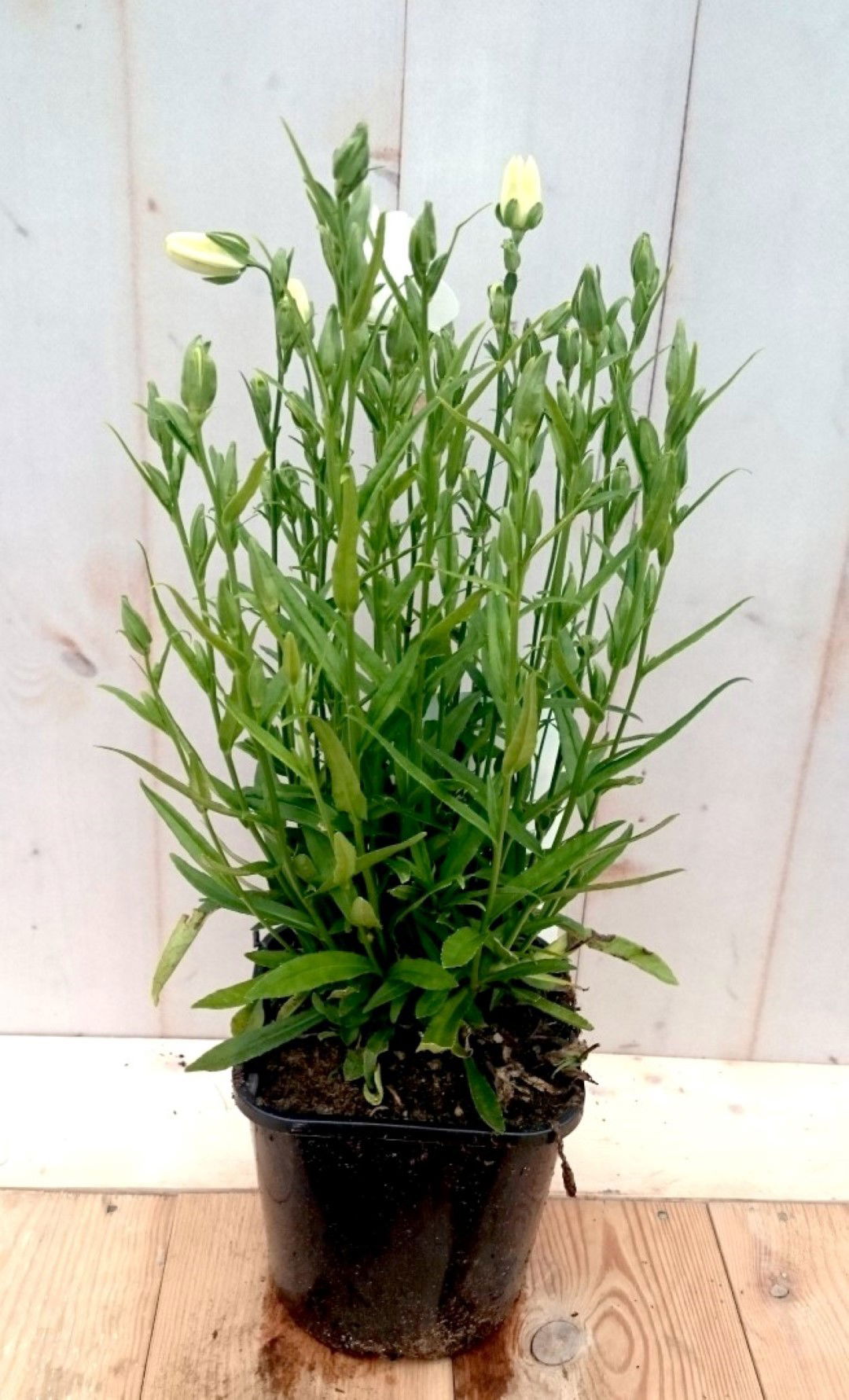 https://cdn.warentuin.nl/media/catalog/product/1/7/1728149900041400_warentuin_vaste_plant_campanula_staand_wit_vaste_plant_1_8034.jpg