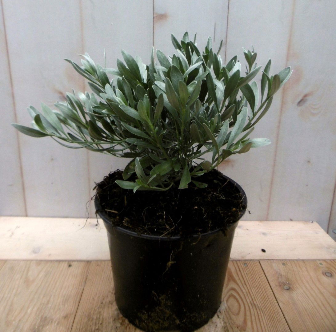 https://cdn.warentuin.nl/media/catalog/product/1/7/1728149900041402_warentuin_vaste_plant_cneorum_zilverwinde_vaste_plant_1_247d.jpg