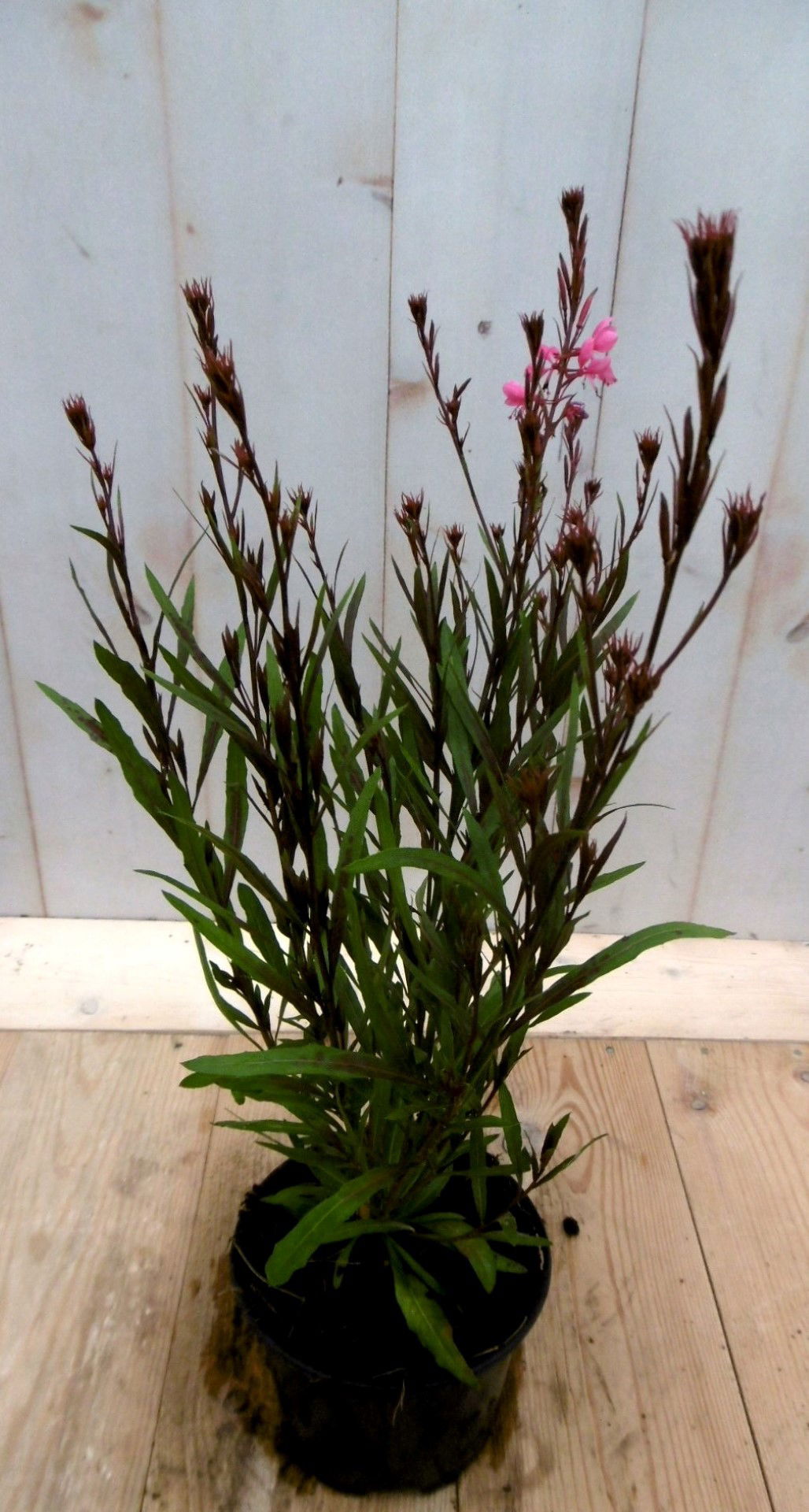 https://cdn.warentuin.nl/media/catalog/product/1/7/1728149900041406_warentuin_vaste_plant_gaura_roze_vaste_plant_1_bb54.jpg