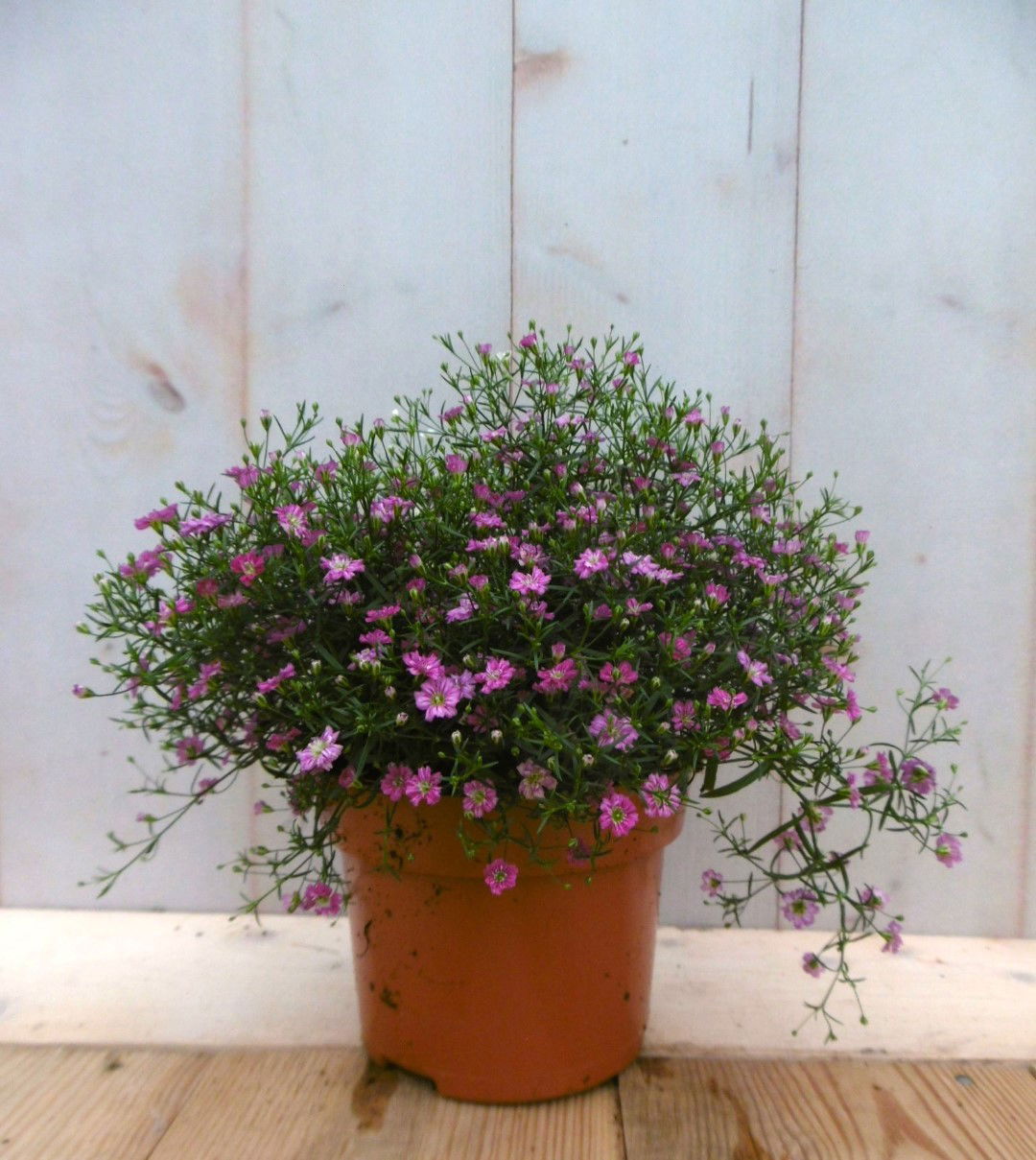 https://cdn.warentuin.nl/media/catalog/product/1/7/1728149900041408_2_warentuin_vaste_plant_gipskruid_roze_vaste_plant_1_c911.jpg