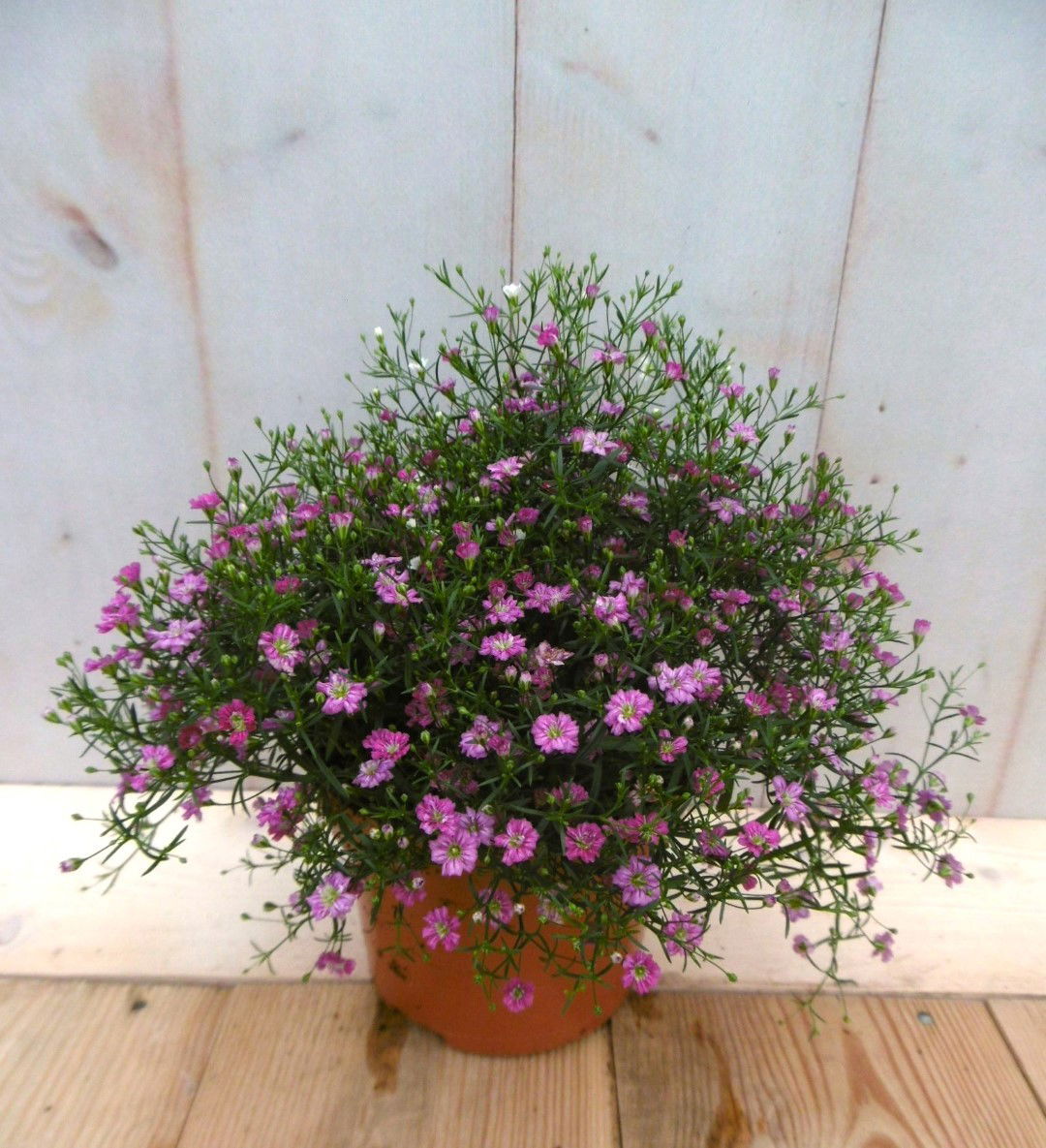 https://cdn.warentuin.nl/media/catalog/product/1/7/1728149900041408_warentuin_vaste_plant_gipskruid_roze_vaste_plant_1_ef43.jpg