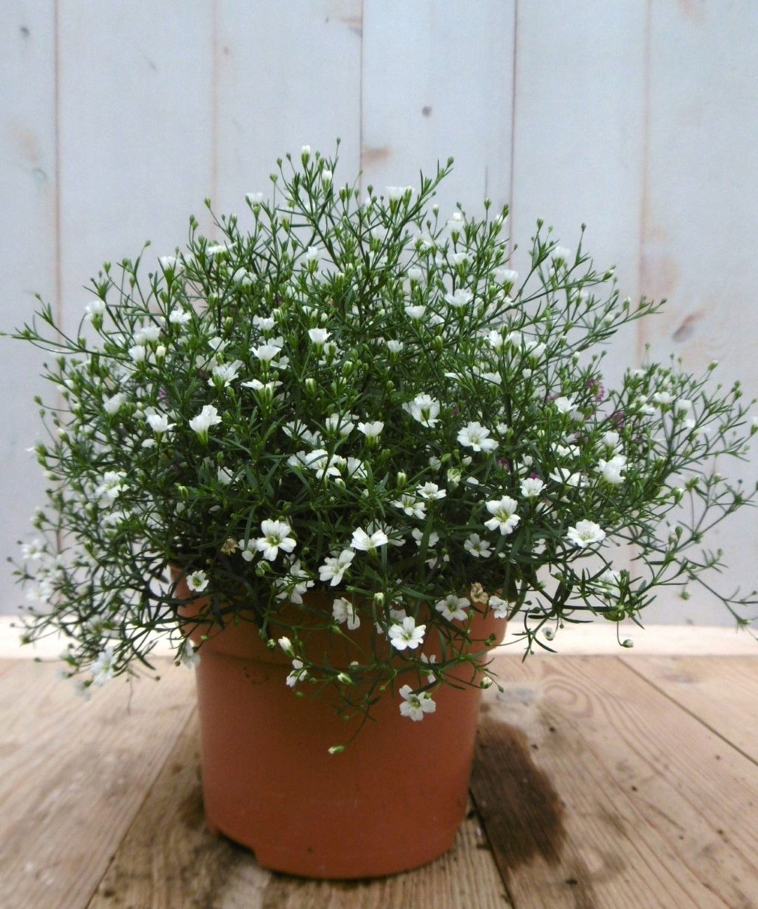 https://cdn.warentuin.nl/media/catalog/product/1/7/1728149900041409_2_warentuin_vaste_plant_gipskruid_wit_vaste_plant_1_1262.jpg