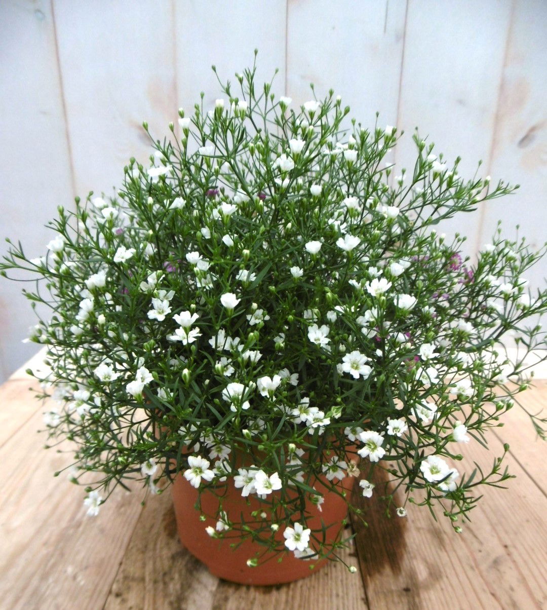 https://cdn.warentuin.nl/media/catalog/product/1/7/1728149900041409_warentuin_vaste_plant_gipskruid_wit_vaste_plant_1_f50d.jpg
