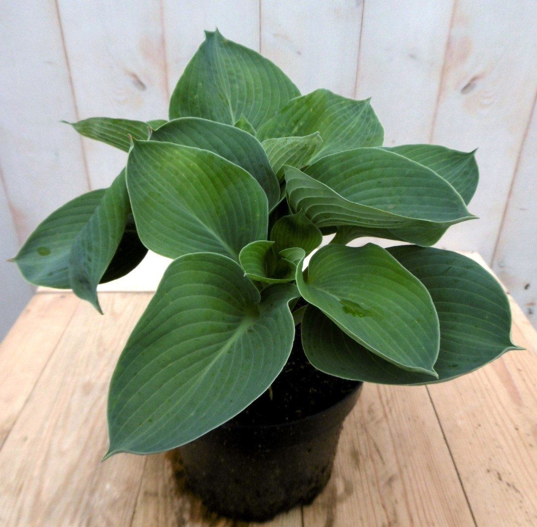3 stuks! Hosta Hartlelies donkergroen blad Warentuin Natuurlijk - Warentuin natuurlijk