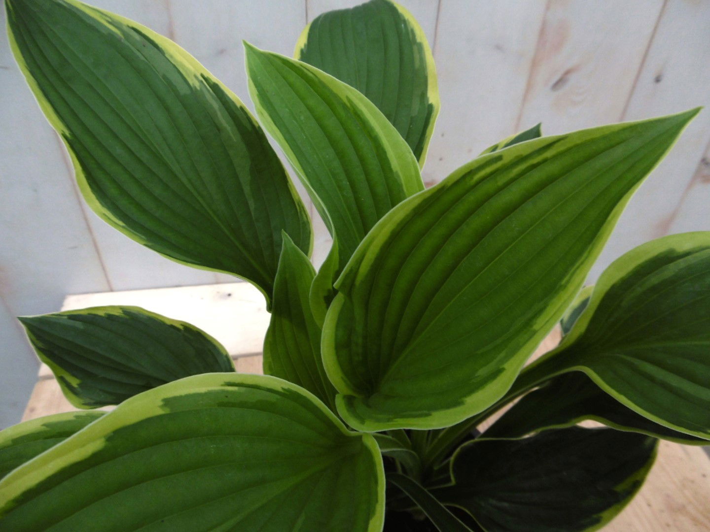 https://cdn.warentuin.nl/media/catalog/product/1/7/1728149900041411_2_warentuin_vaste_plant_hosta_groengeel_vaste_plant_1_4283.jpg