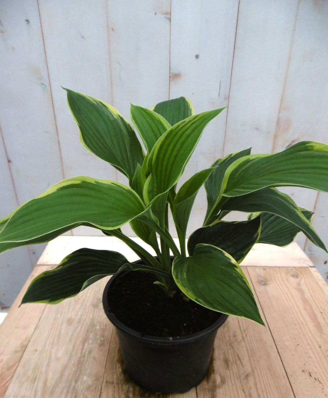 https://cdn.warentuin.nl/media/catalog/product/1/7/1728149900041411_warentuin_vaste_plant_hosta_groengeel_vaste_plant_1_aa92.jpg